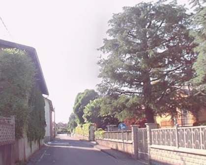 Potatura piante, senso unico alternato in via Montegrappa