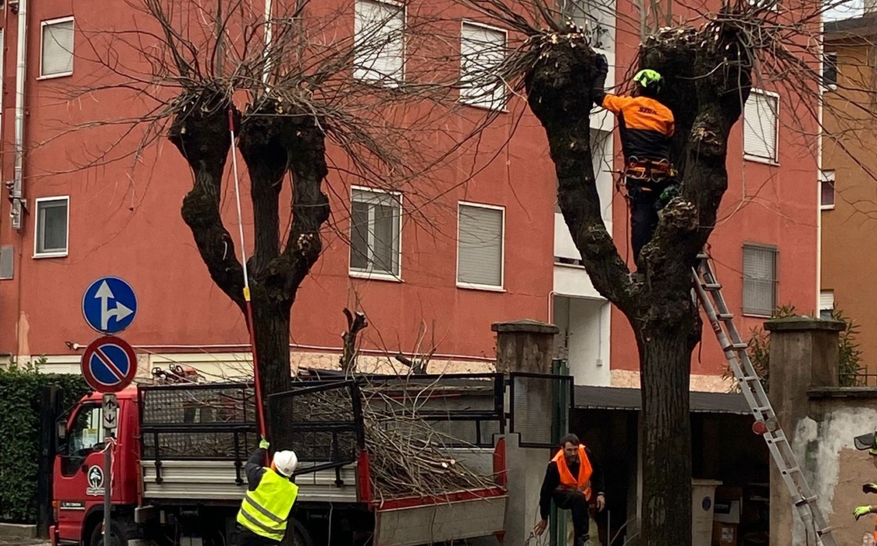 Proseguono le potature per una città più sicura e vivibile