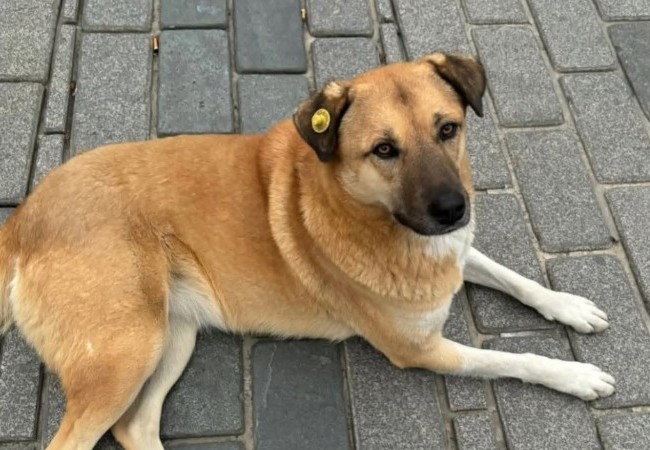 Quattro cani salvati dalla morte e portati al Vecchio Faggio