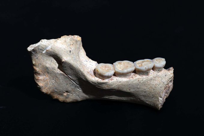 Scoperto in Marocco antenato comune a Homo Sapiens e Neanderthal