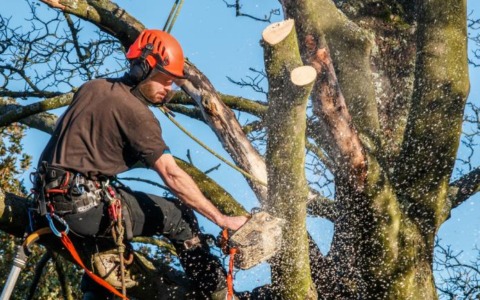 Taglio vegetazione pericolante, viabilità a singhiozzo sulla  Poggio-Ceriana-Bajardo