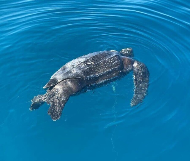 Tartarughe marine senza vita in versilia: sei esemplari ritrovati dall’inizio dell’anno, vittime delle reti da pesca