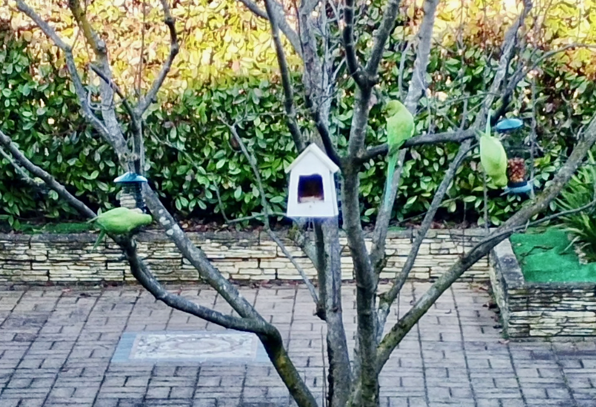 Una coloratissima sorpresa: è spuntata una colonia di parrocchetti nei giardini di Osio Sotto
