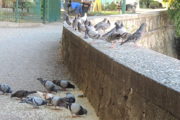 Abbattimento dei piccioni a Nibbiola, le associazioni animaliste diffidano Comune e Provincia