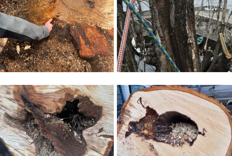 Alberi abbattuti a Bellano, Rusconi: “Fatti contro supposizioni”