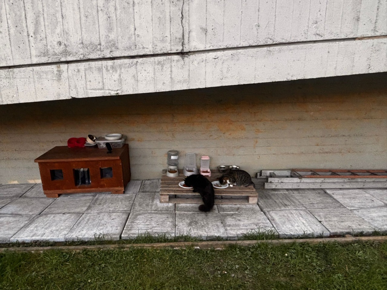 Alla scuola primaria Rodari in Santa Lucia è nata la prima colonia felina scolastica di Bergamo