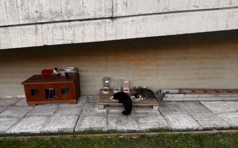 Alla scuola primaria Rodari in Santa Lucia è nata la prima colonia felina scolastica di Bergamo