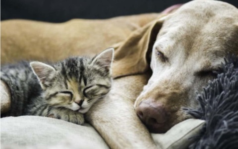 Bonus animali domestici 2026 fino a 300 euro, chi può averlo: requisiti, domanda e detrazioni