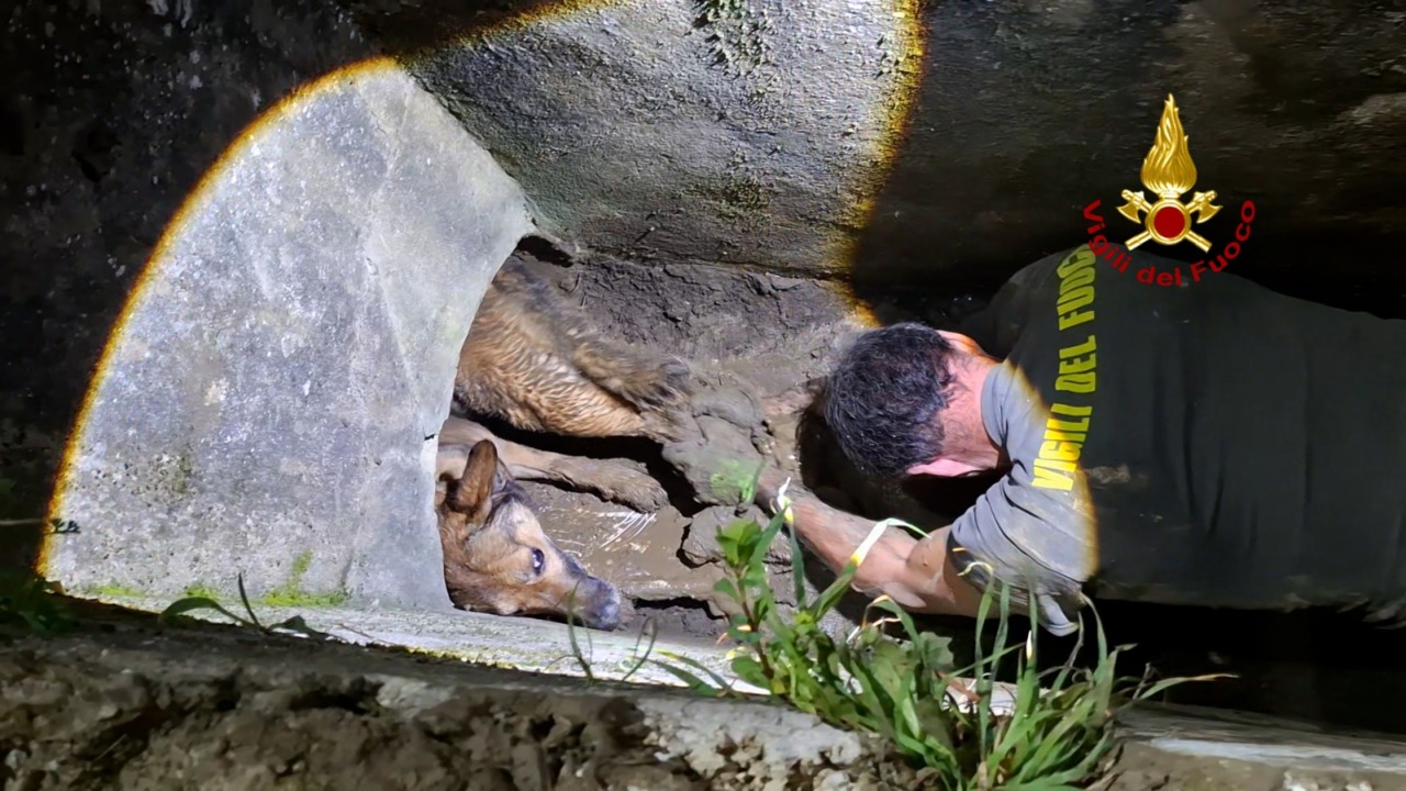 Cane bloccato in un tubo, salvato dai vigili del fuoco