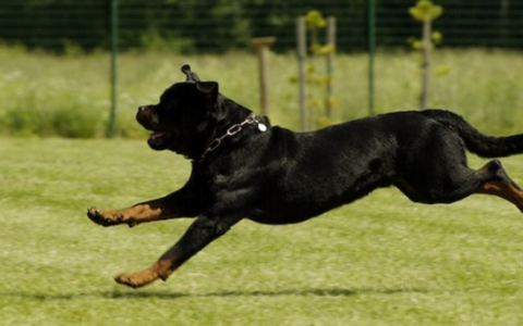 Canile: si va a Erba per un anno, poi non si sa