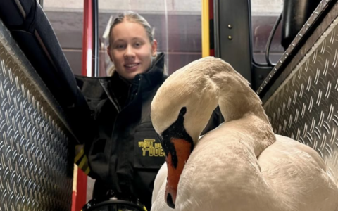 Cigno femmina stremata e accerchiata sul lungolago: salvata dai Vigili del Fuoco