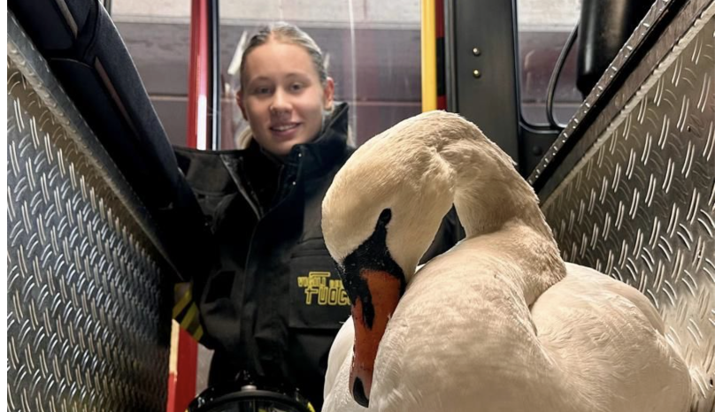 Cigno femmina stremata e accerchiata sul lungolago: salvata dai Vigili del Fuoco