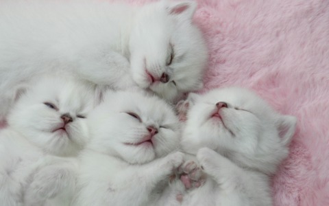 Festa del gatto 2026: mandateci le foto dei vostri amici felini!