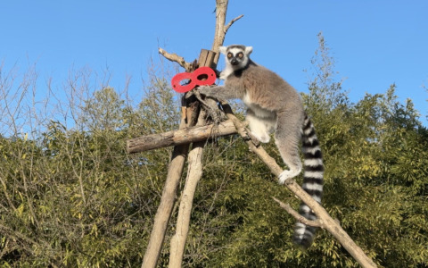 Il leone, i gibboni e gli altri: al via il Carnevale magico allo Zoom
