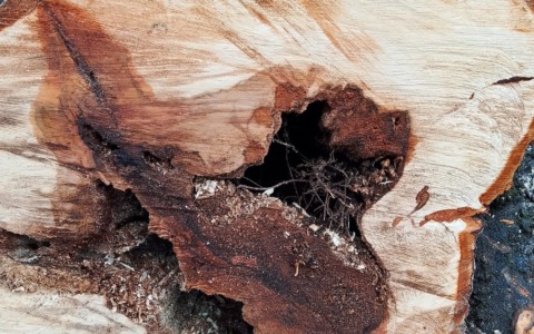 Il sindaco di Bellano smorza la polemica: “Gli ippocastani del molo andavano abbattuti”