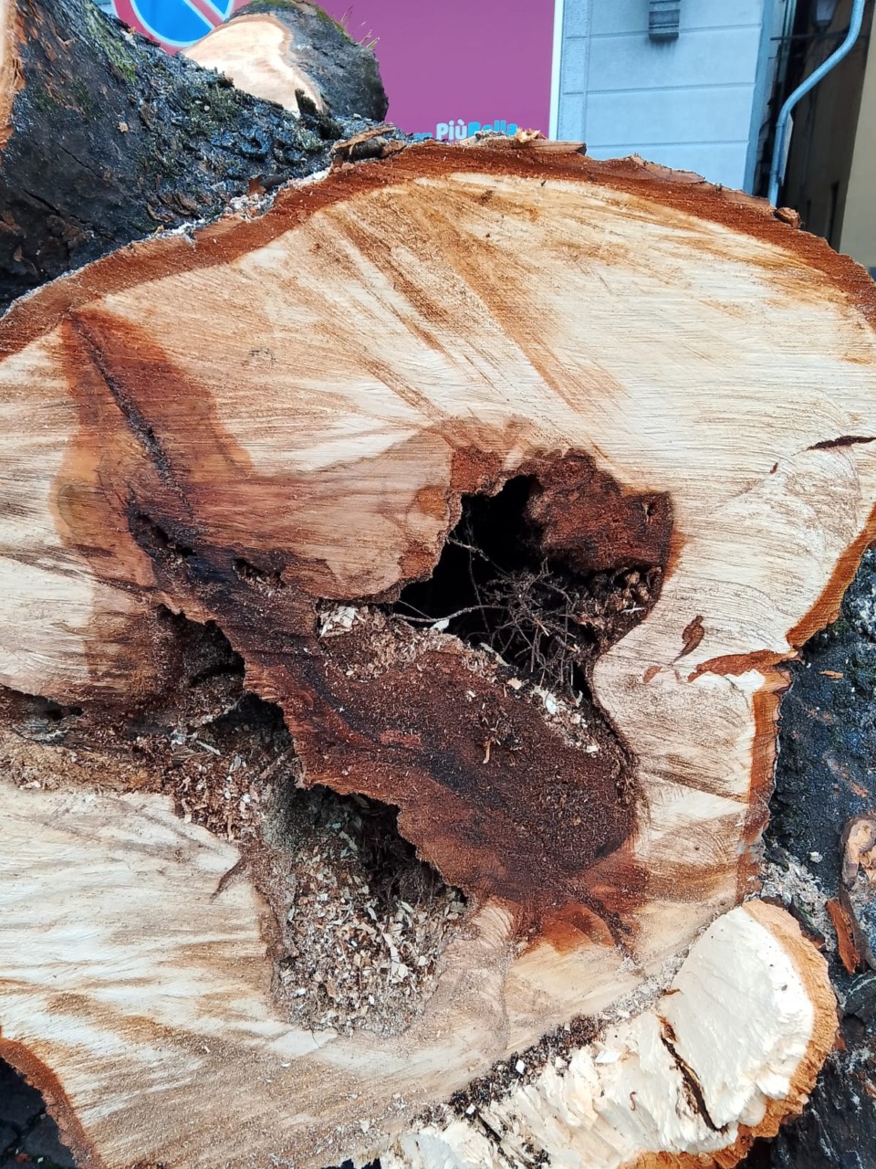 Il sindaco di Bellano smorza la polemica: “Gli ippocastani del molo andavano abbattuti”