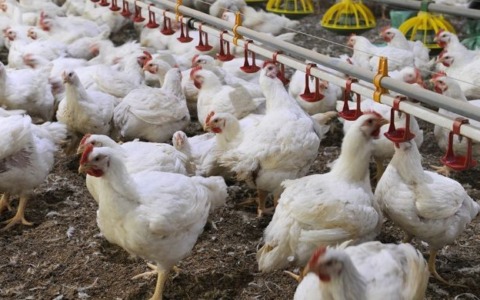 Influenza aviaria in un allevamento di polli. L’Asl assicura: “Nessun contagio per l’uomo”
