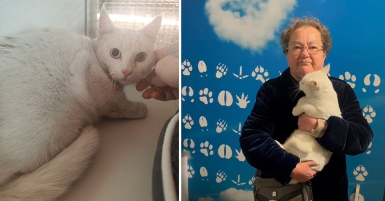 La storia del gatto “giramondo” ritrovato a 60 chilometri da casa