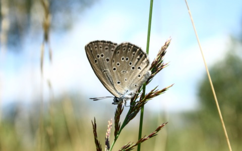 La vita segreta degli insetti: formiche e bruchi usano il ritmo per comunicare