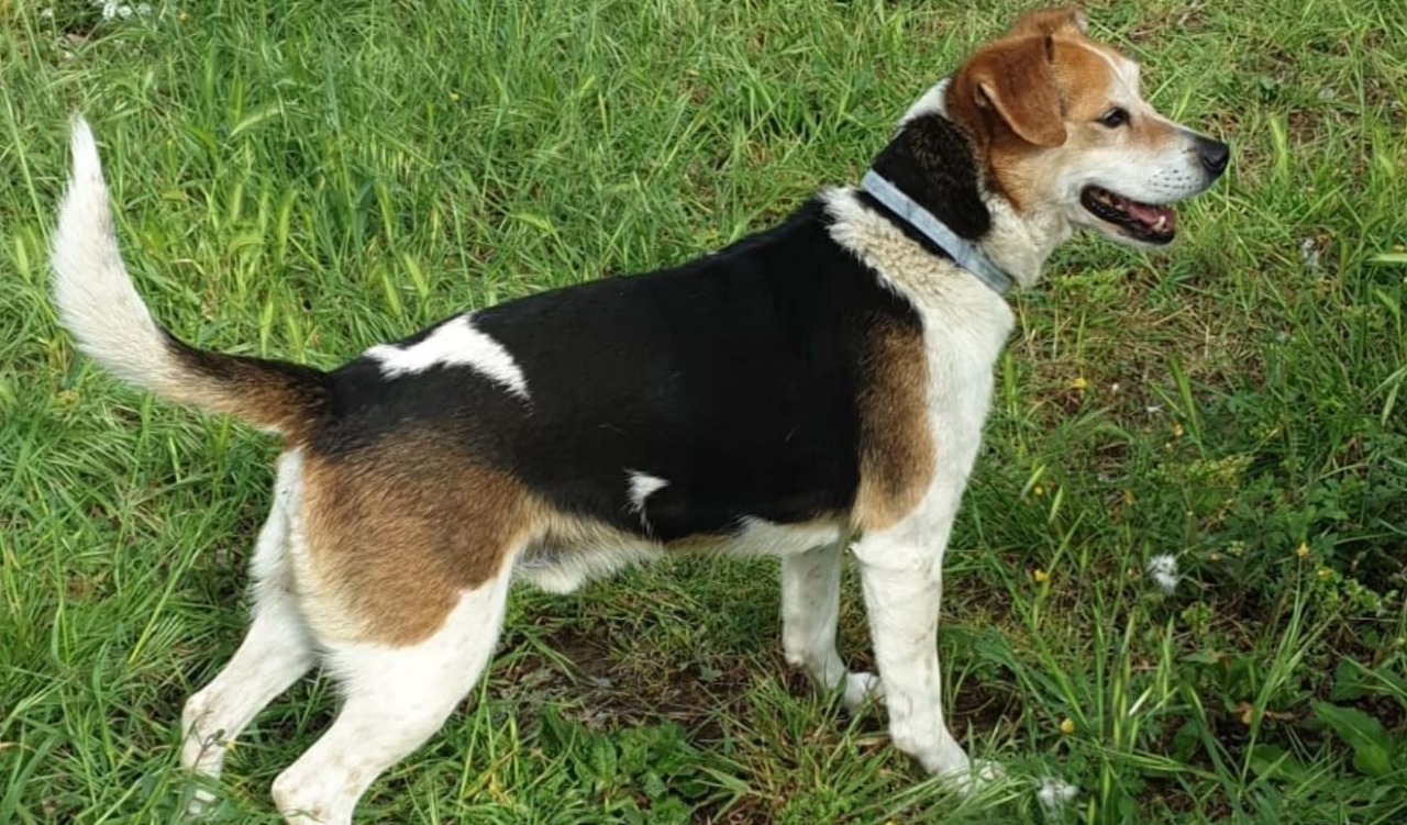 Pet economy: 106 imprese artigiane in Liguria: Imperia tra le province con la quota più alta