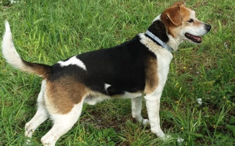 Pet economy: 106 imprese artigiane in Liguria: Imperia tra le province con la quota più alta