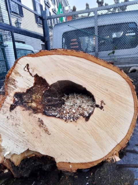 Piante tagliate a Bellano, Buizza: “Non basta un buco per condannare un albero”