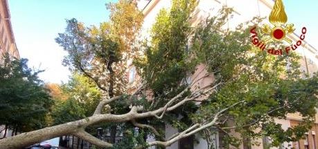 Pini ai Fori Imperiali, 12 a rischio caduta. Saranno tagliati e sostituiti