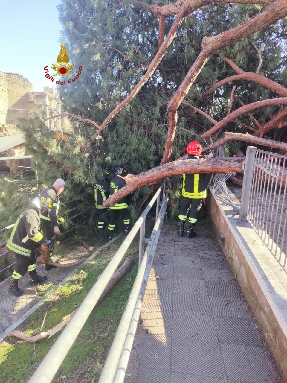 Pini Fori Imperiali, continua il lavoro della task force integrata