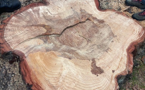 Pino di Nervi, confermato il danno strutturale