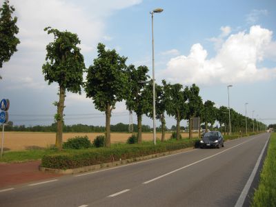 «Potature anomale», la Lega vuole vederci chiaro