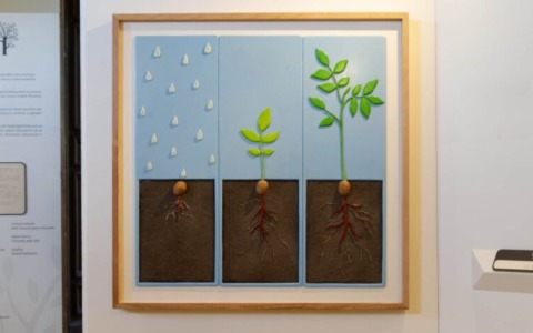 Storie sulle dita: alberi. A Palazzo Chigi mostra tattile e multisensoriale accessibile ai non vedenti