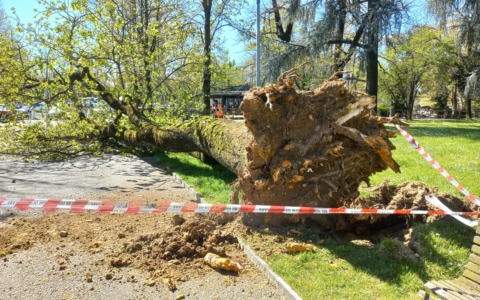A Novara il vento abbatte un grosso albero sull’Allea: ferito un uomo