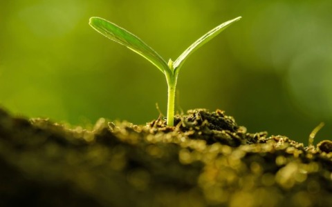 Aperto il bando per l’assegnazione di 11 orti sociali ad Alessandria