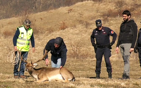 Arcevia. Daino salvato, si trova nell’Oasi Monte Strega