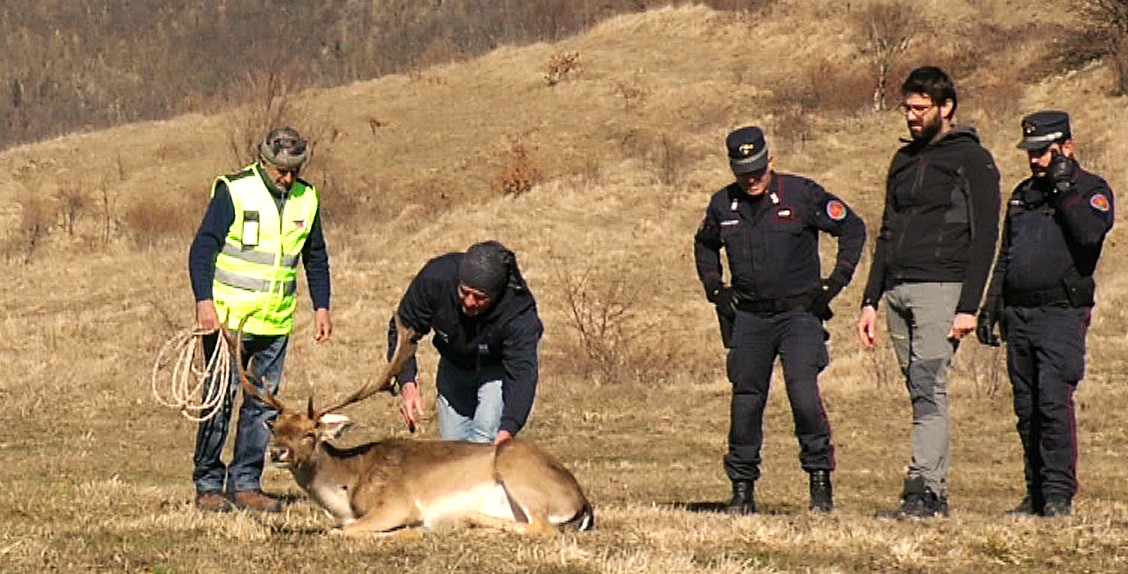 Arcevia. Daino salvato, si trova nell’Oasi Monte Strega