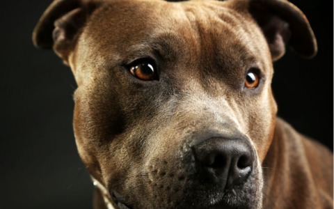 Atto di crudeltà in provincia di Rieti: wurstel con chiodi lanciati per uccidere due cani