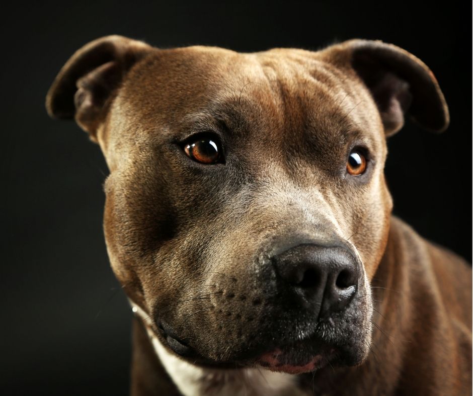 Atto di crudeltà in provincia di Rieti: wurstel con chiodi lanciati per uccidere due cani