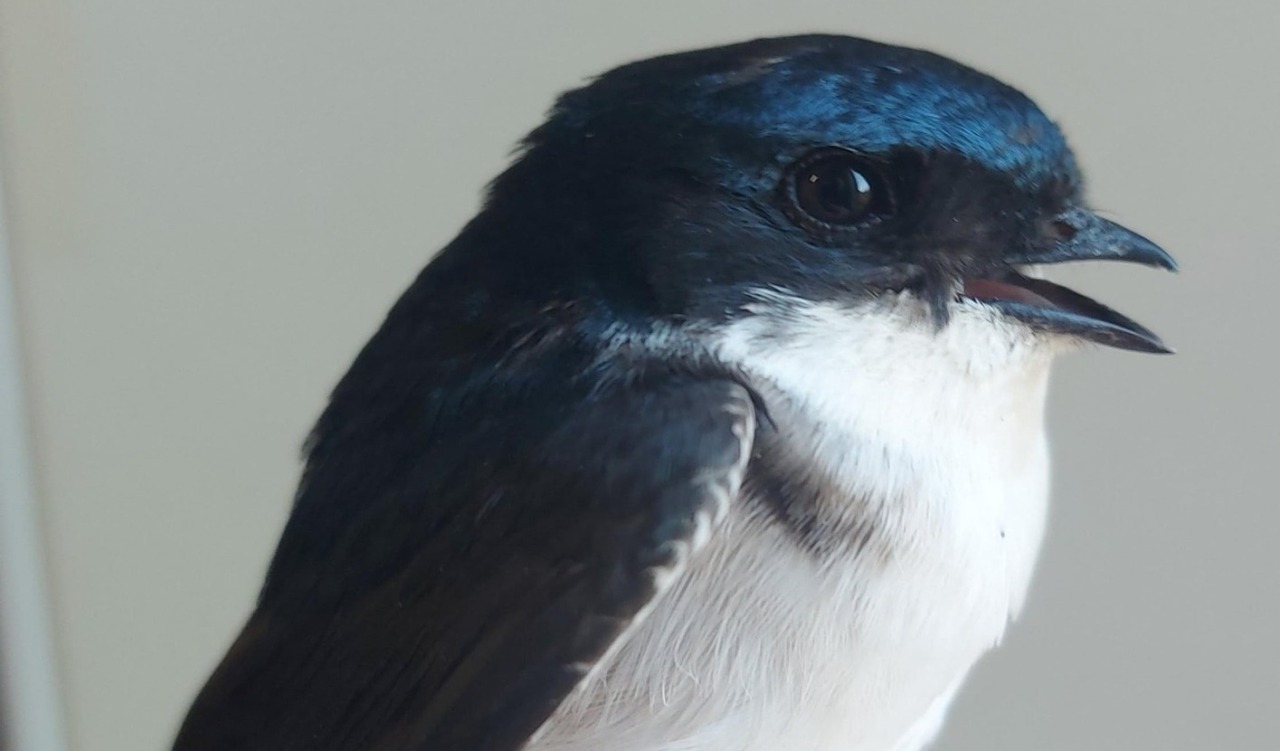 Balestruccio ferito, un lungo volo dall’Africa spezzato dal cemento