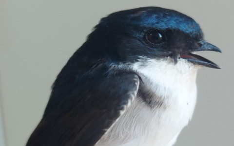 Balestruccio ferito, un lungo volo dall’Africa spezzato dal cemento