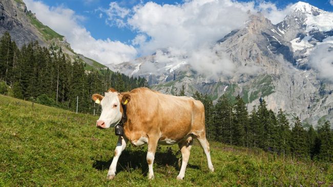 Casargo: avvisi di manifestazione per l’utilizzo dei pascoli
