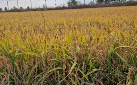 Coldiretti Novara-Vco sul riso: “Serve modifica clausola”