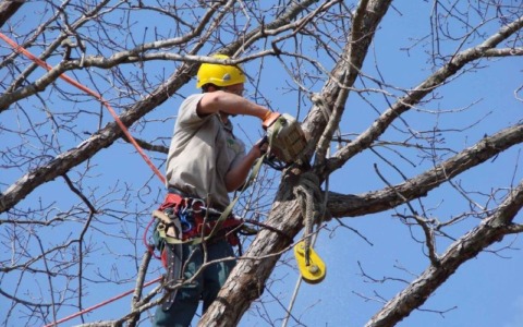 Conto alla rovescia a Recco per un intervento di potatura di alberi in via Fiume