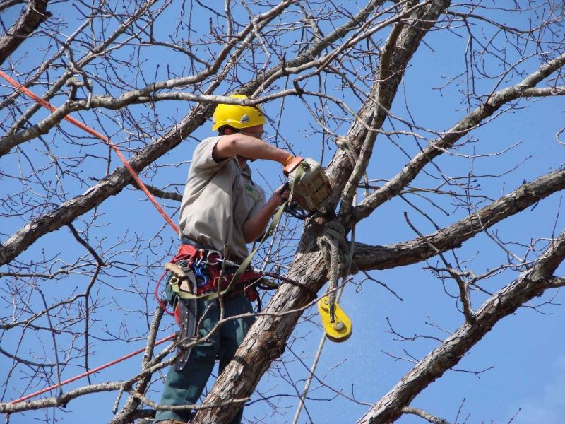 Conto alla rovescia a Recco per un intervento di potatura di alberi in via Fiume