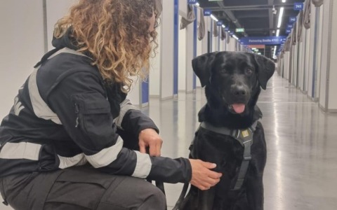 Controlli antidroga a Lecco: entra in azione l’unità cinofila con Palma