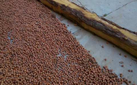 Crisi della nocciola piemontese in Consiglio regionale: chiesto intervento urgente a sostegno della filiera