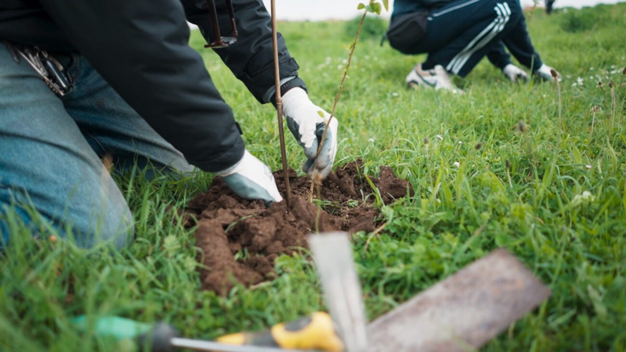 Cuneo, in arrivo 30 nuovi platani: prosegue il piano di potenziamento del verde urbano