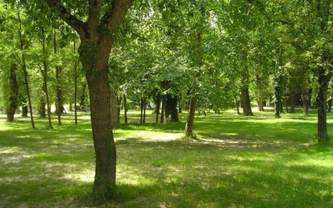 Forestami porta in paese 2.440 nuove piante