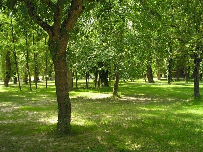 Forestami porta in paese 2.440 nuove piante