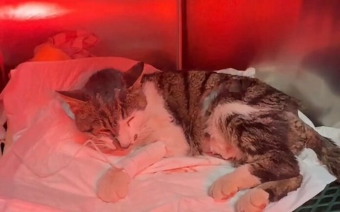 Gattina violentata a Tor Tre Teste, il delegato della Città metropolitana all’Ambiente annuncia un esposto