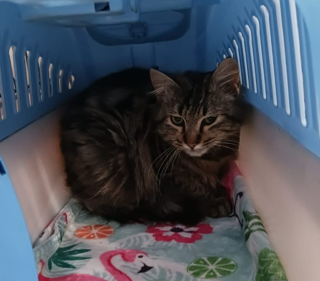 Gatto torturato con un laccio di nylon: scatta la denuncia